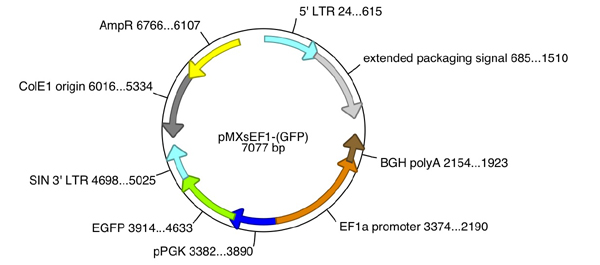 Pmxs Ef1 Gfp Retroviral Expression Vector